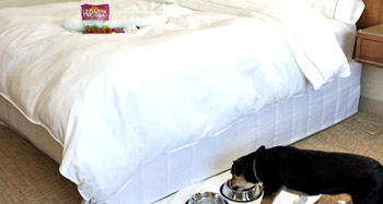 The Pet Travel Package