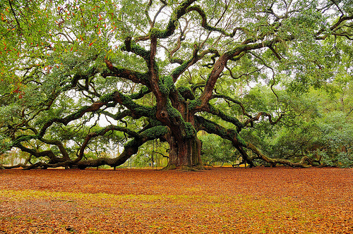 Charming Town of Charleston, South Carolina, USA