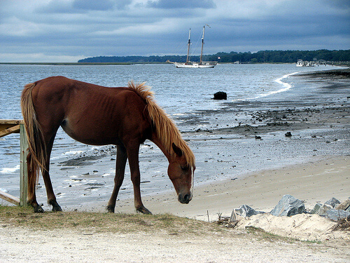 Wild Cumberland Island, Georgia, USA