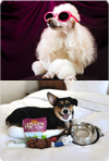 pet travel rooms