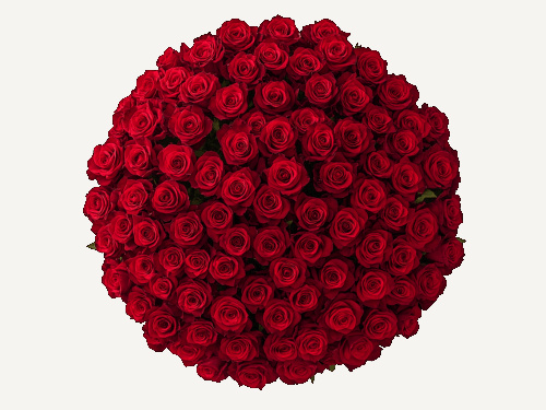 Red Roses - 100 stems